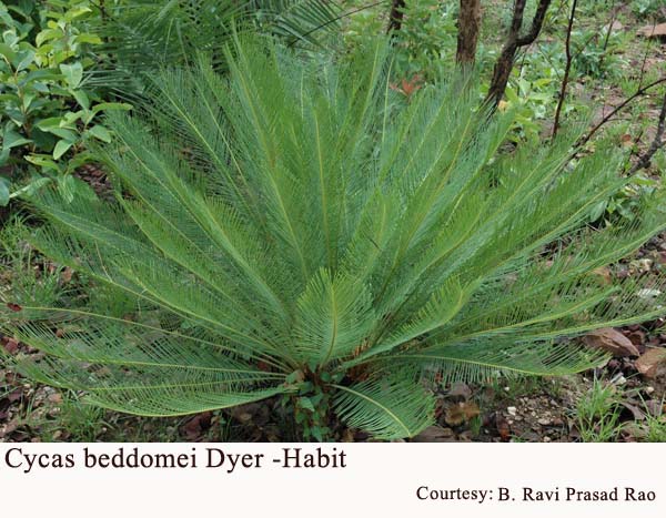 Cycas beddomei Dyer -Habit